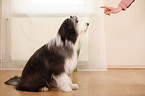 sitzender Bearded Collie