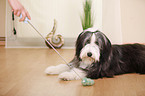 liegender Bearded Collie