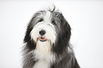 Bearded Collie Portrait