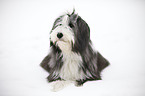 liegender Bearded Collie