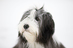 Bearded Collie Portrait