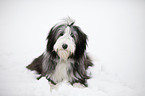 liegender Bearded Collie