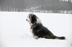 sitzender Bearded Collie