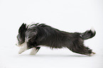 rennender Bearded Collie