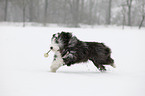 rennender Bearded Collie