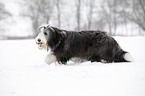 Bearded Collie