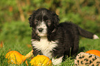 Bearded Collie Welpe