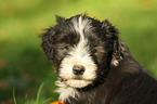 Bearded Collie Welpe