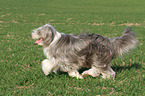 rennender Bearded Collie