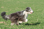 rennender Bearded Collie