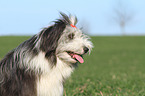 Bearded Collie Portrait