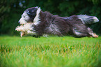 springender Bearded Collie