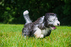 Bearded Collie