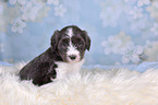 Bearded Collie Welpe