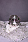 Bearded Collie Welpe