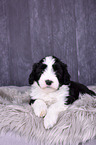 Bearded Collie Welpe