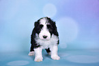 Bearded Collie Welpe