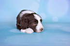 Bearded Collie Welpe