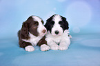 Bearded Collie Welpen