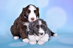 Bearded Collie Welpen