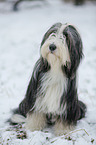 Bearded Collie im Winter