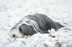 Bearded Collie im Winter