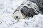 Bearded Collie im Winter