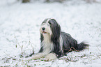 Bearded Collie im Winter