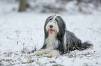 Bearded Collie im Winter