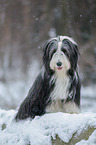 Bearded Collie im Winter