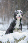 Bearded Collie im Winter