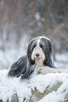 Bearded Collie im Winter