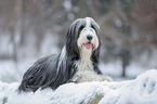 Bearded Collie im Winter