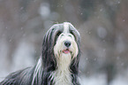 Bearded Collie im Winter