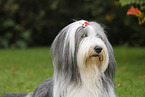 Bearded Collie Portrait