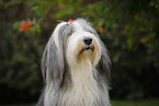 Bearded Collie Portrait