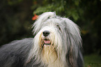 Bearded Collie Portrait