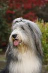 Bearded Collie Portrait