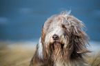 Bearded Collie Portrait