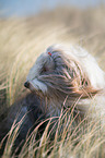 sitzender Bearded Collie