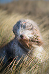 sitzender Bearded Collie