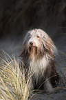 sitzender Bearded Collie