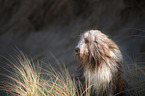 Bearded Collie Portrait