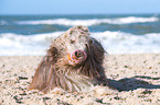 liegender Bearded Collie