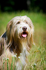 Bearded Collie im  hohen Gras