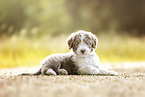 Bearded Collie Welpe