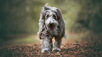 laufender Bearded Collie