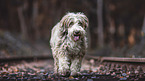 stehender Bearded Collie