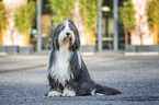 sitzender Bearded Collie