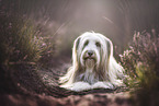 liegender Bearded Collie